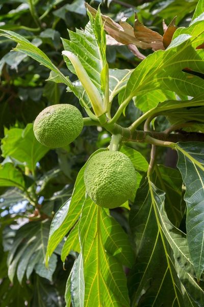 prune breadfruit