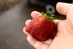 Hand Holding A Seascape Strawberry
