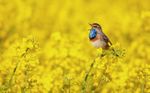 Songbird In A Field Of Yellow Flowers