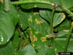 southern pea blight