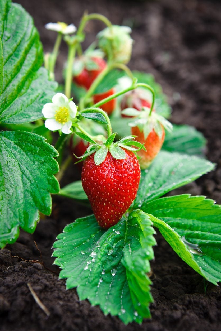 when to renovate a strawberry plant - tips for renovating strawberries