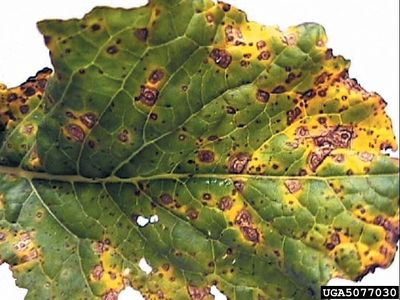 Turnip Plant Affected by Alternaria Leaf Spot Fungus