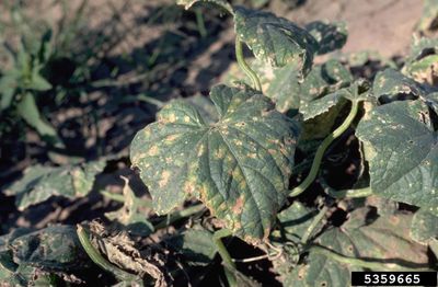 Plant Affected by Angular Leaf Spot Bacterium