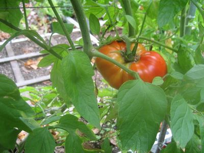 Beefmaster Tomato Plant