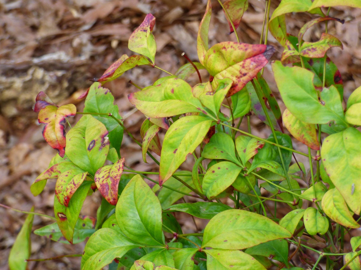 blueberry leaves turning red - Captions Swap Why Is My Blueberry Bush Dying