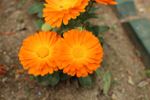 Bright Orange Calendula Plants