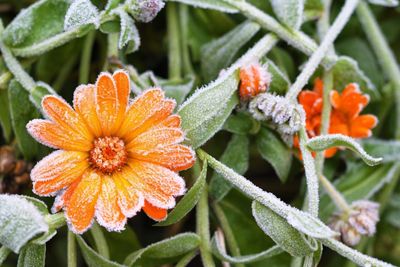 Frosted Orange Calendula Flower
