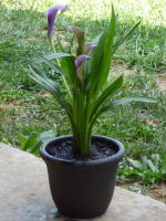 Calla Lily Potted In A Container