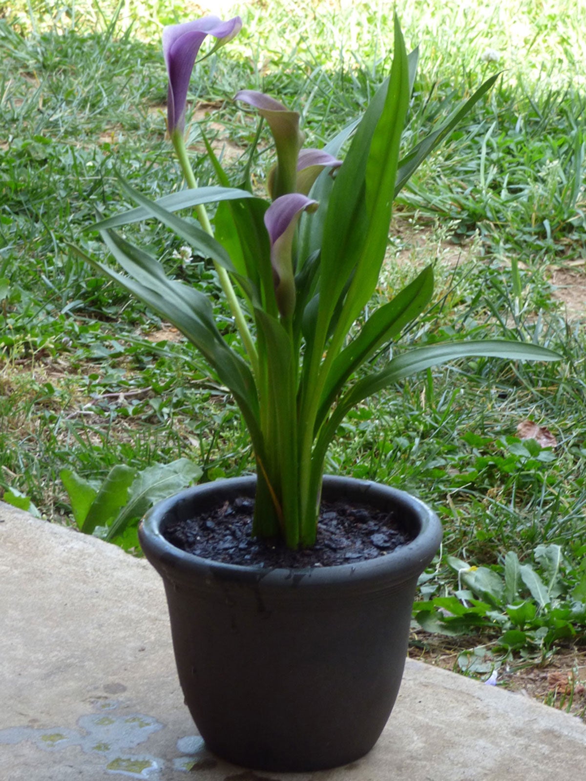 Keeping Potted Calla Lily Plants   How To Grow Calla Lilies In A ...