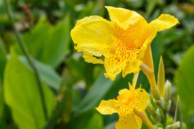 Yellow Canna Lily Plant