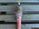 carrot southern blight