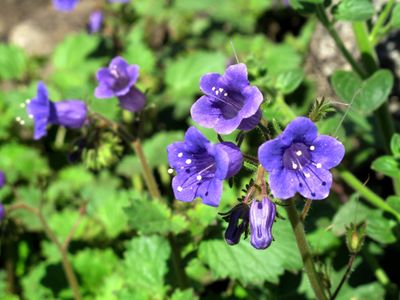 Desert Bluebell Flowers