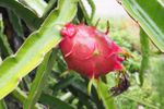 How To Make Dragon Fruit Bear Fruit - What To Do When Your ...