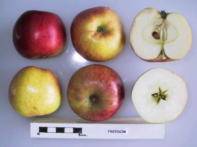 Freedom Whole And Sliced Apple