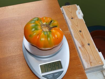 Large Tomato On A Food Scale
