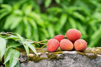 Lychee Tree Branch With Fruits