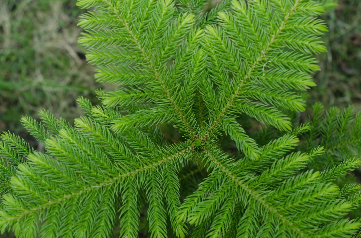 Feeding Norfolk Island Pines How Much Fertilizer Does A Norfolk Island Pine Need