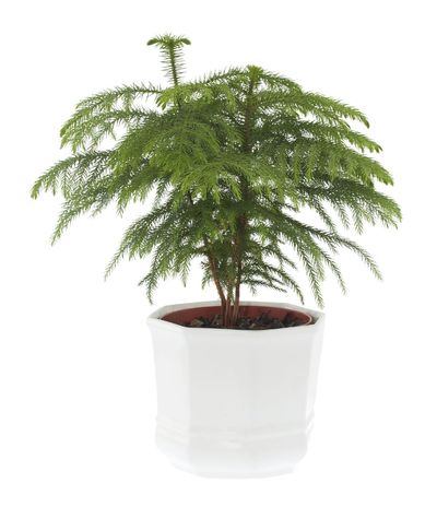 Potted Norfolk Pine Tree