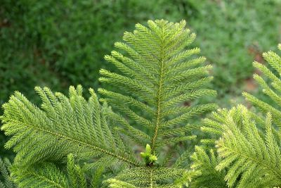 Outdoor Norfolk Island Pine Tree Branches