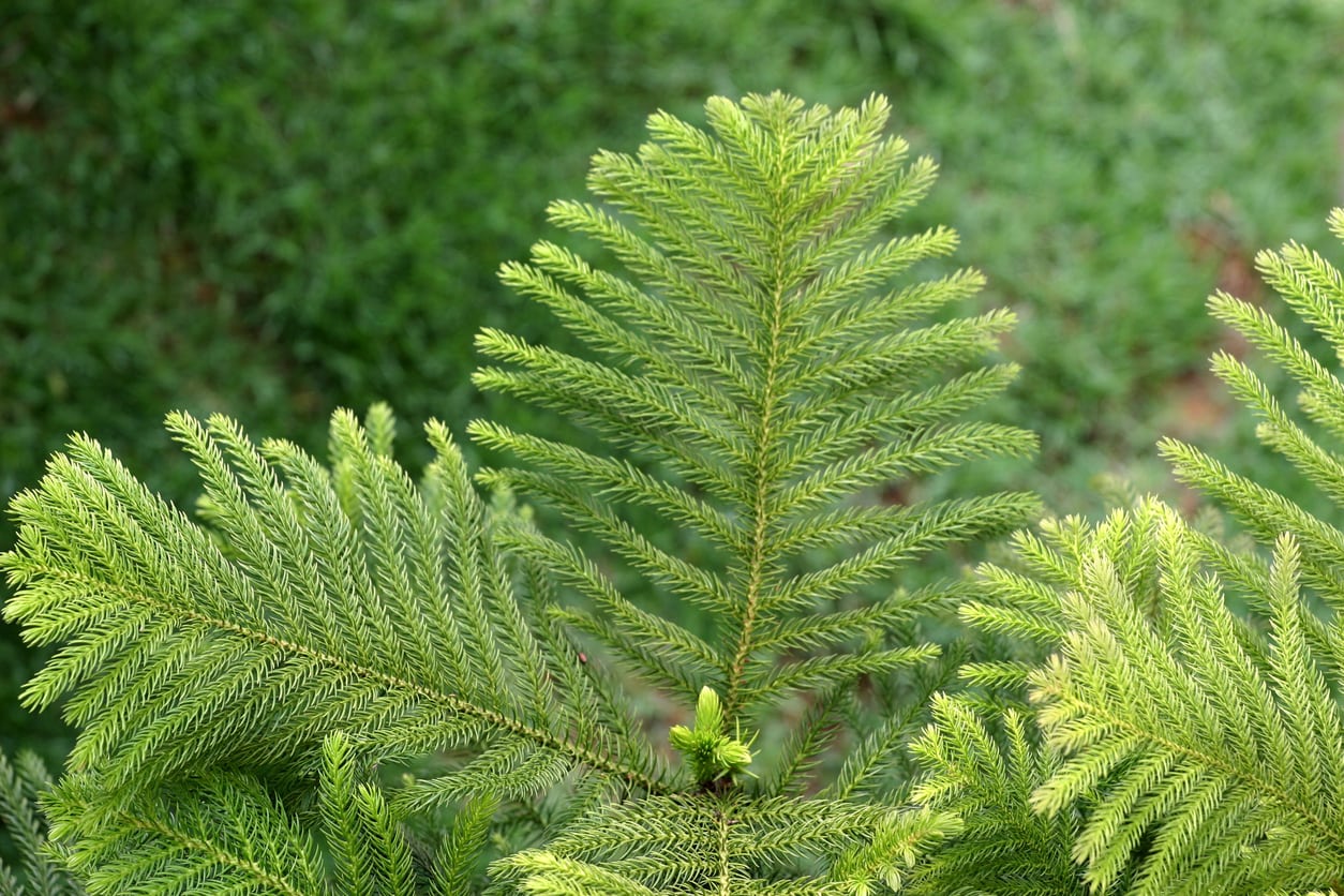 Outdoor Norfolk Island Pine Requirements Growing A Norfolk Island Pine In The Garden