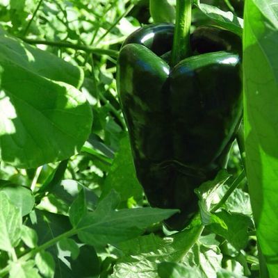 Green Poblano Pepper