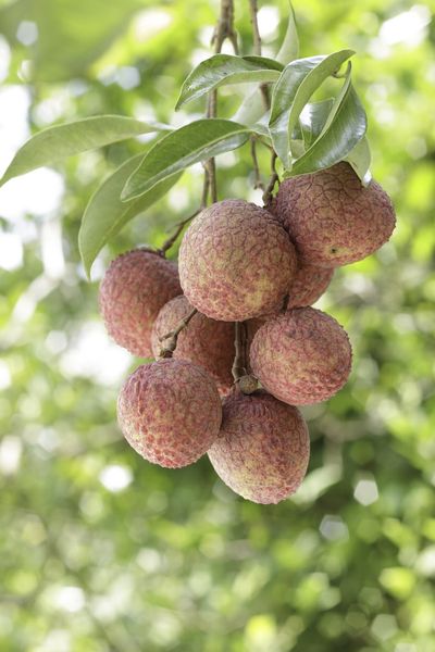 Lychees On A Tree