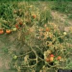 Southern Blight Disease On Tomato Plants