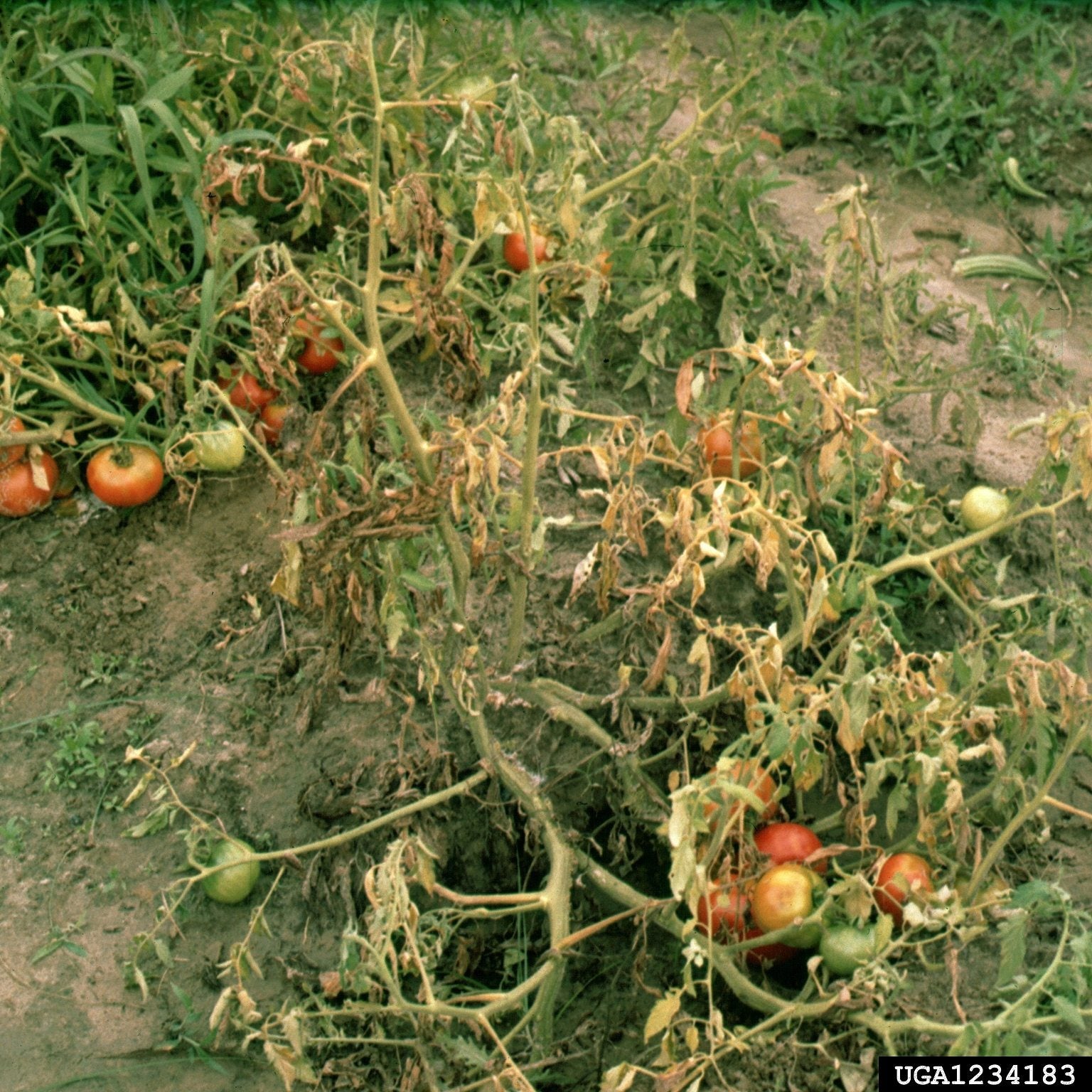 Tomato Southern Blight Treatment How To Fix Tomato Plants With Southern Blight,How To Store Peaches Before Canning