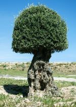 Single Olive Tree Topiary