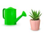 Watering Can Next To Potted Aloe Vera Plant