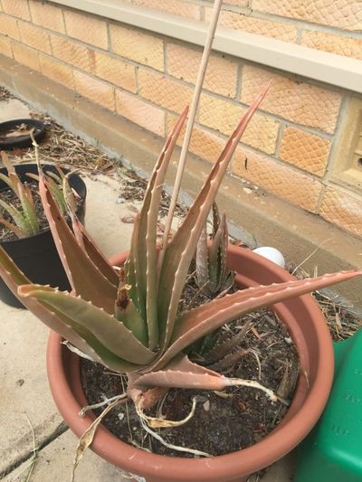 Large Potted Brown Aloe Vera Plant