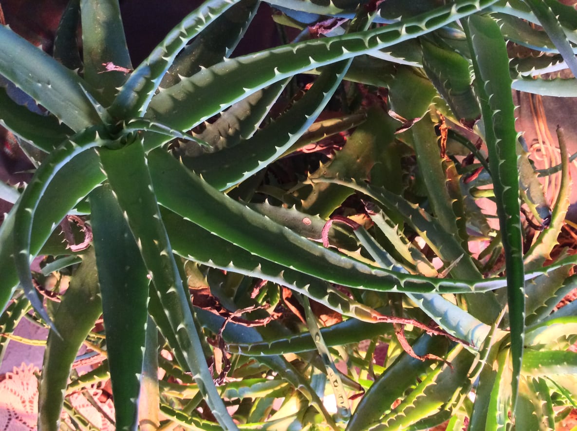 Problems With Flopping Aloe Leaves   What To Do When Your Aloe Is ...