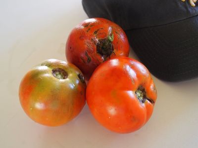 Three Red Better Boy Tomatoes
