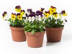 There Potted Pansy Plants