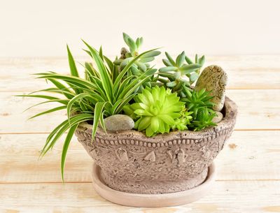 Potted Succulent Plants