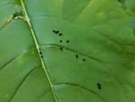Insect Frass On Green Leaf