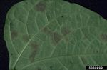 Leaf With Cowpea Leaf Spot Disease
