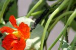 Pests On Nasturtium Flower Stems