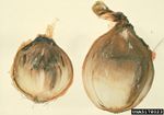 Sliced Onion Showing Neck Rot