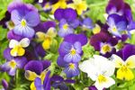 pansy bloom