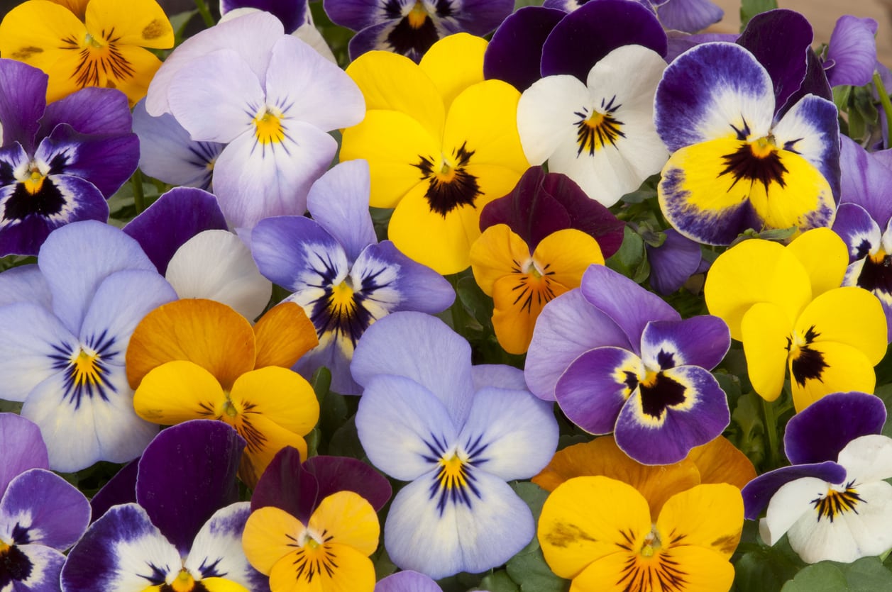 Are Pansies Annuals Or Perennials What Is The Usual Pansy Lifespan