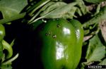 Black Spots On Green Pepper