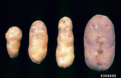 Potatoes With Spindle Tuber Viroid Disease