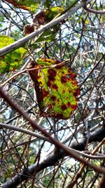 septoria leaf spot