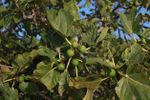 Fig Tree With Anthracnose Disease