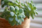 Close Up Of A Potted Succulent Plant