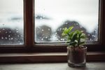 Small Potted Succulent Plant On Windowsill