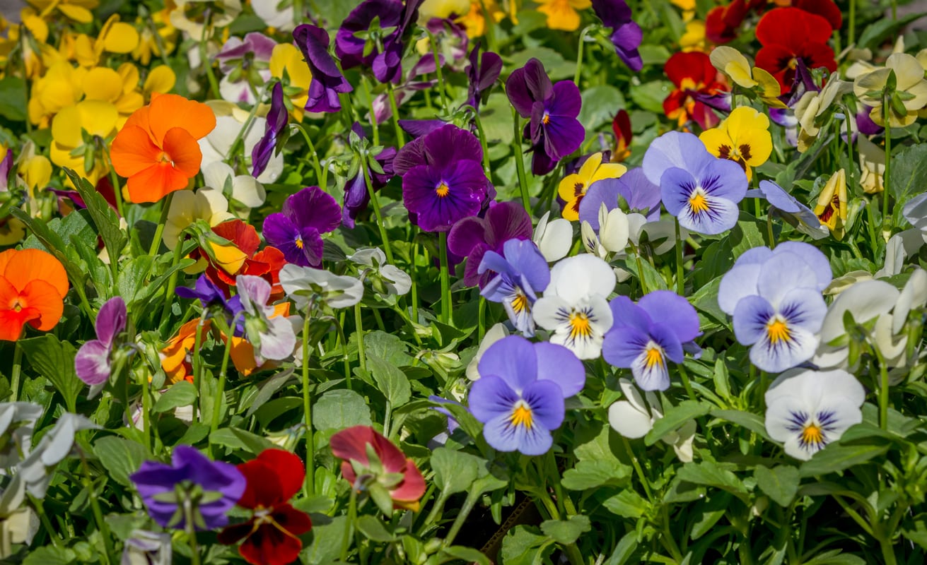What Temperature is Too Hot for Pansies? 