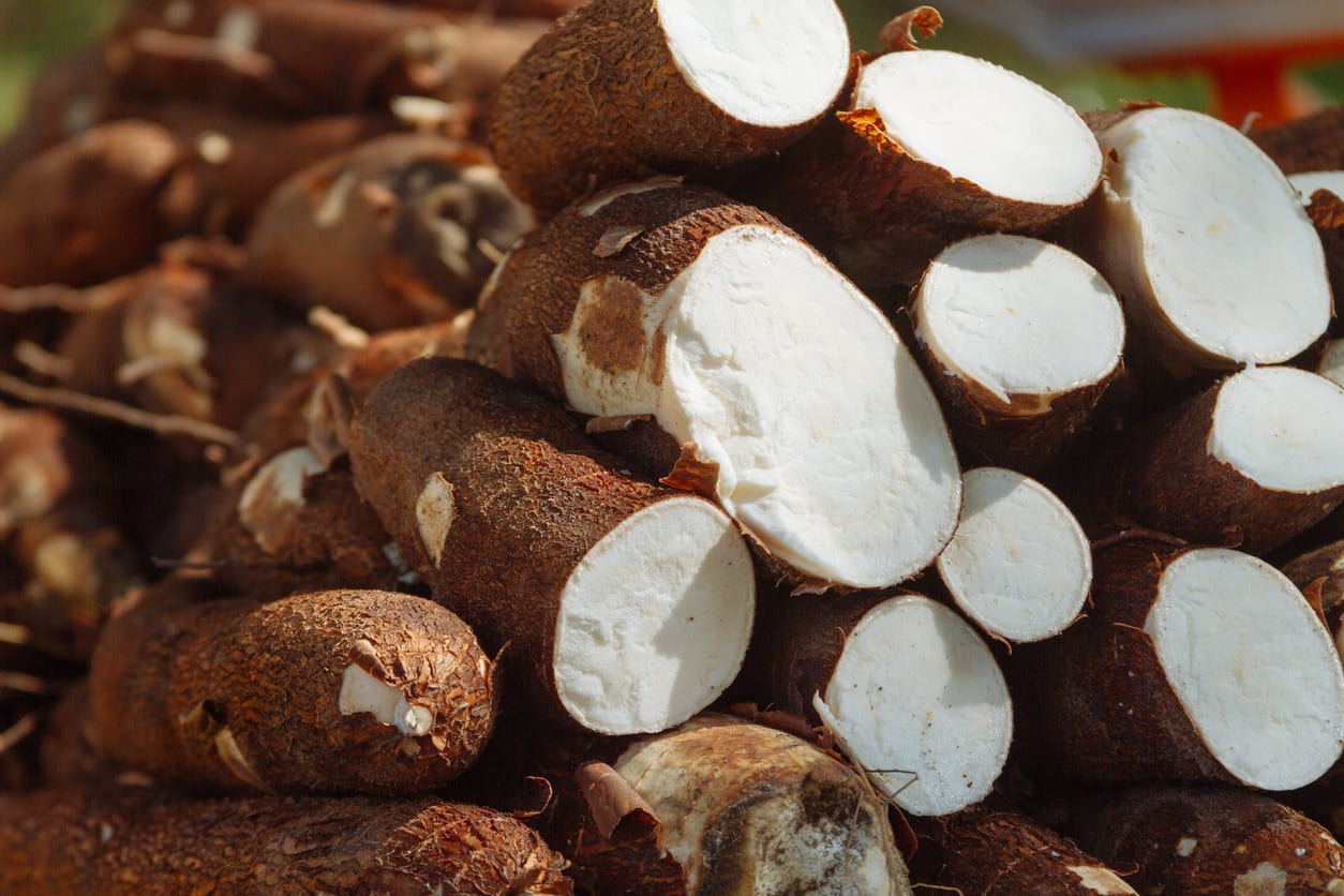 Using Cassava For Tapioca Learn How To Make Tapioca From Cassava Roots,Zebra Danio Male Vs Female