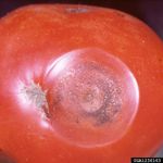 Anthracnose Fungal Disease On Tomato Plant